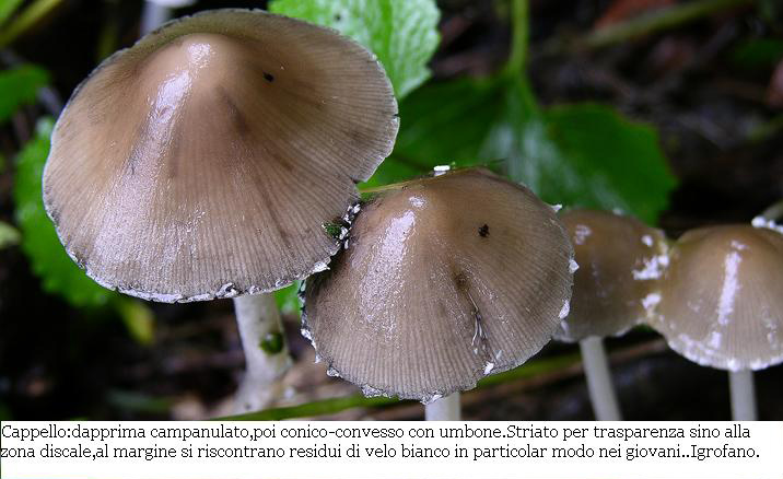 Psathyrella sp.da determinare.